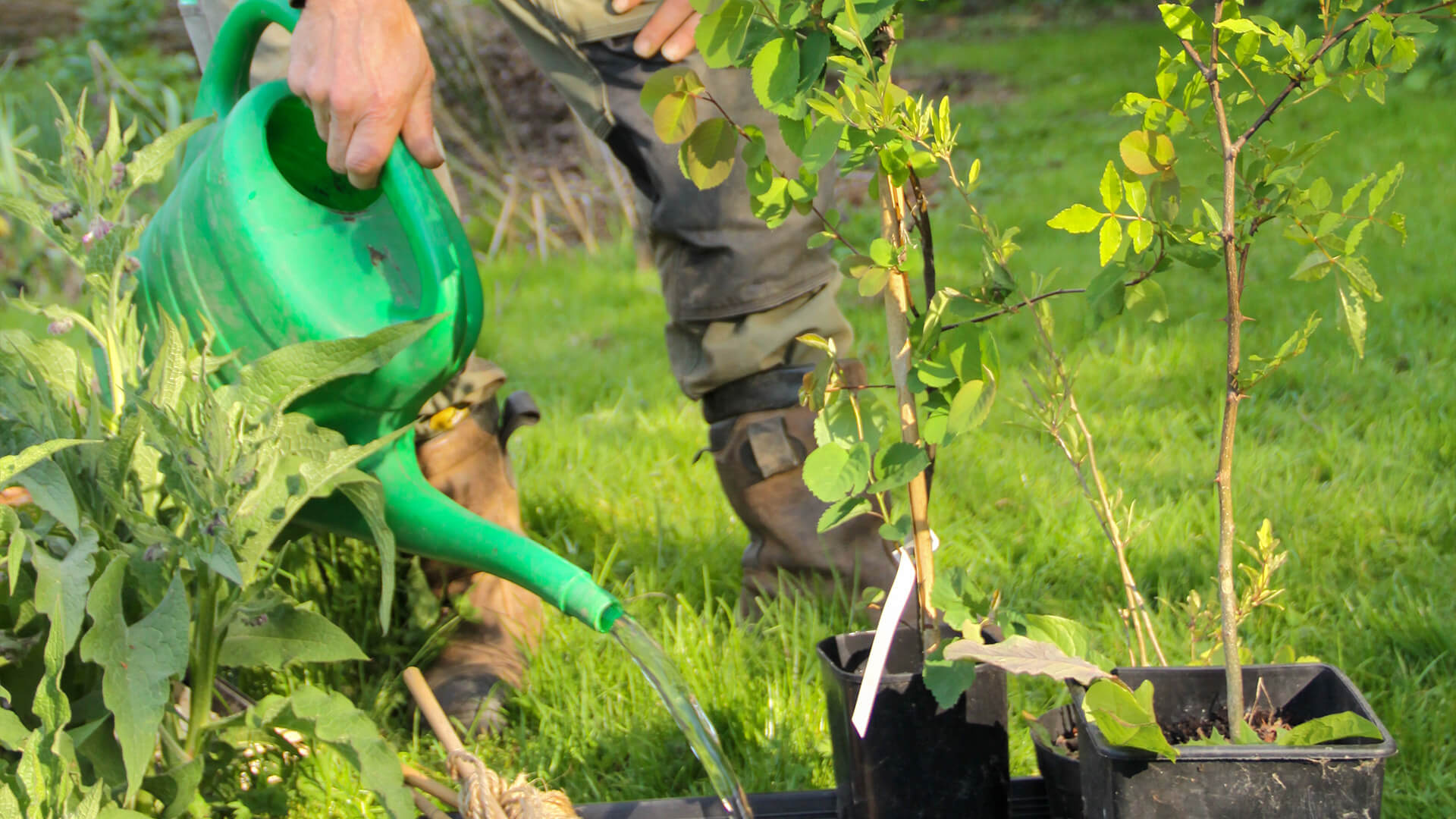 Ruben bereidt de planten voor de aanleg van een ecologische siertuin voor.