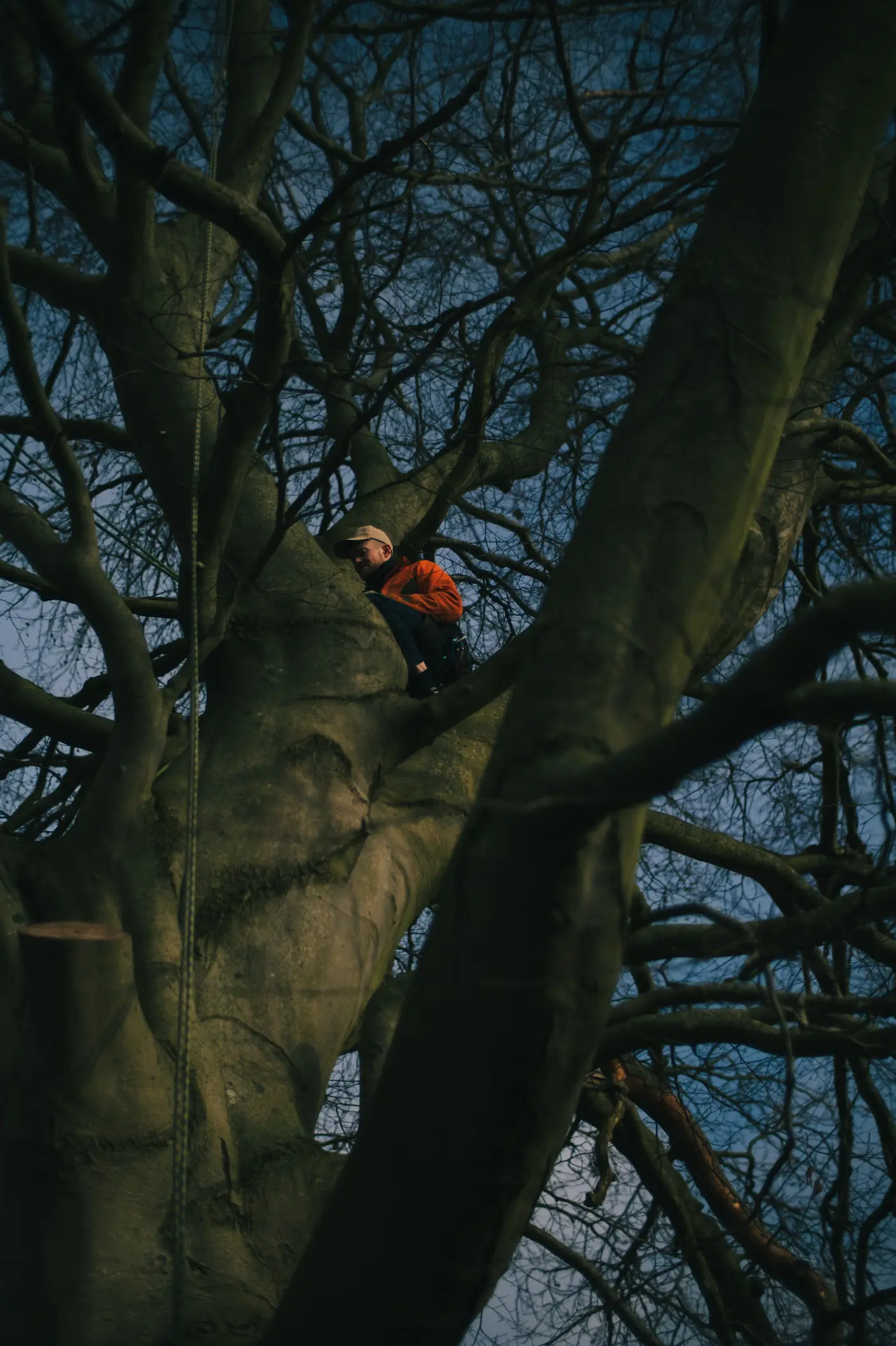 Arborist fra Træpleje Mand klatrer i stort træ under beskæring i Aarhus