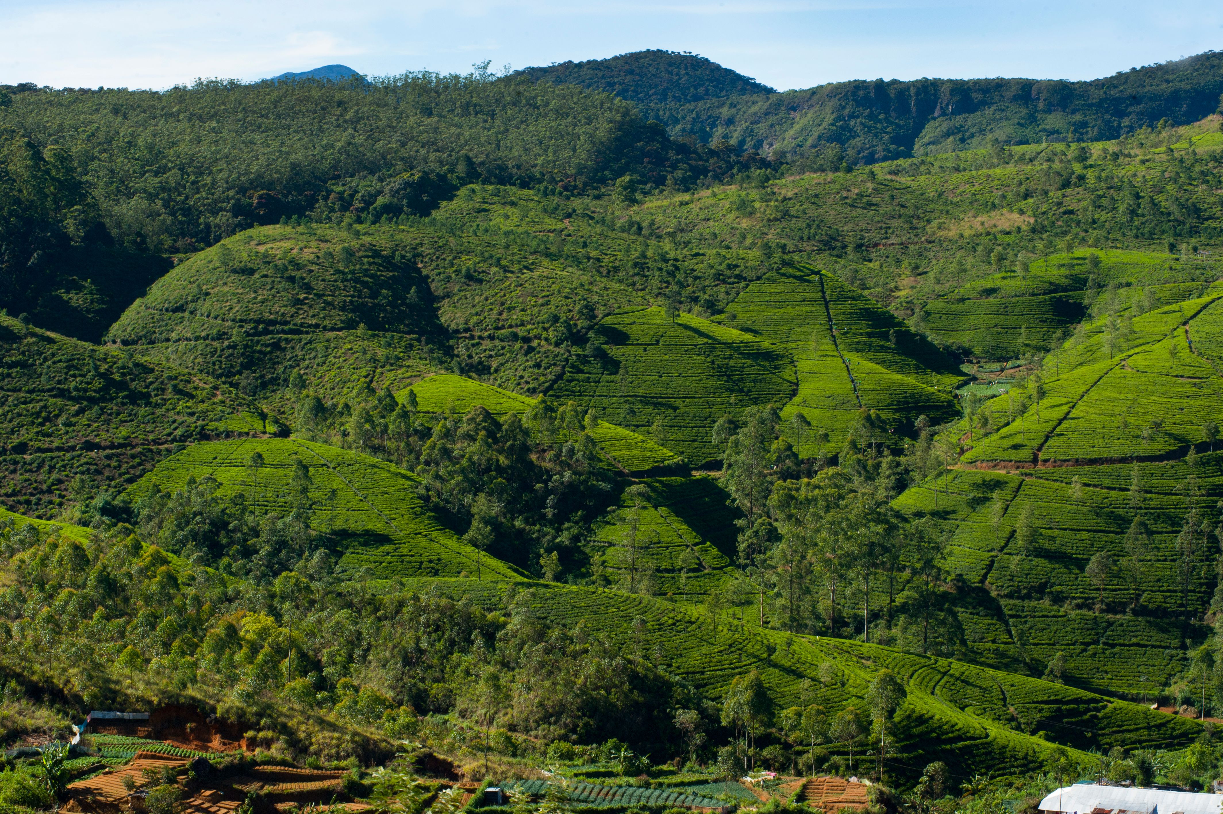 Nuwara Eliya highlands