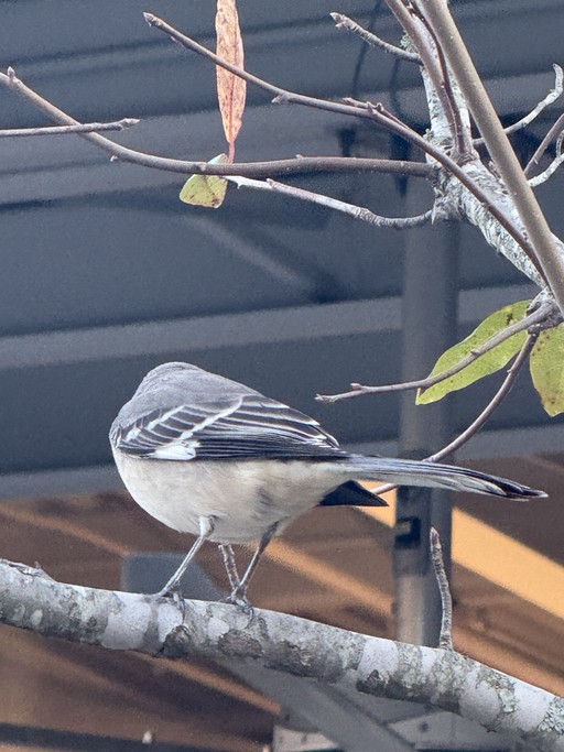 Margot about section