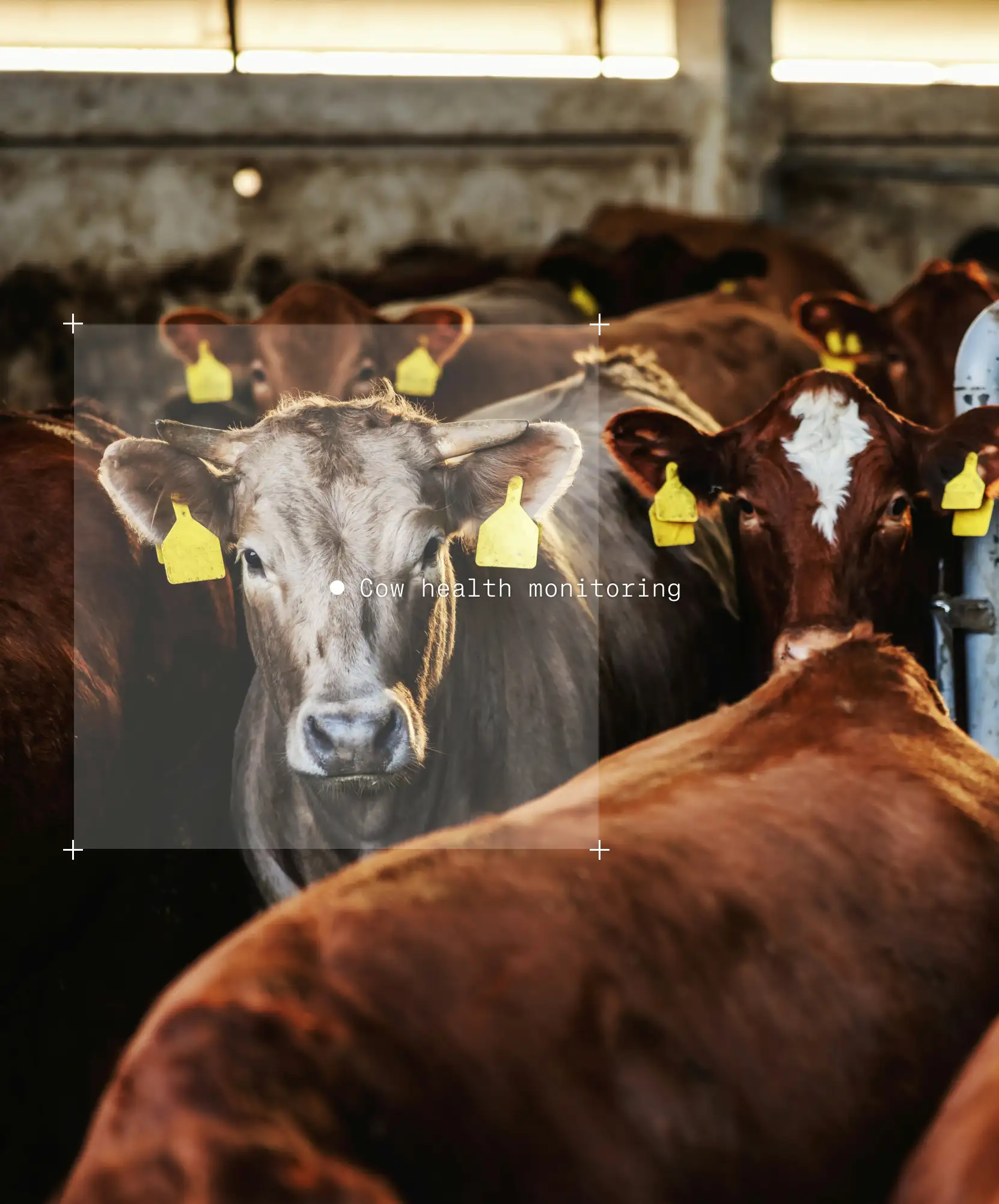 Annotated cow's head in photo