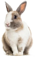 An image of a rabbit.