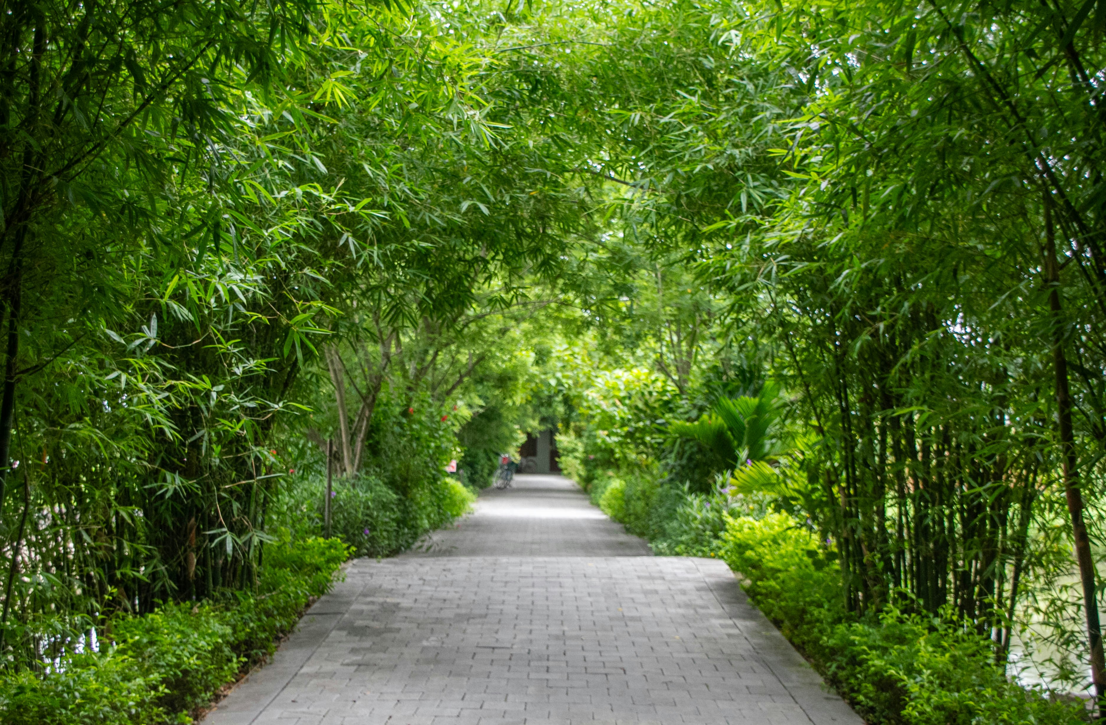 A paved walkway through a lush green bamboo forest.