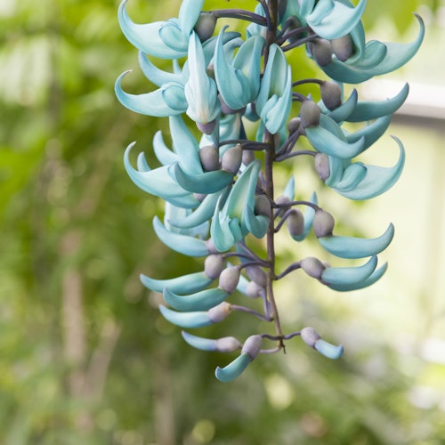 一簇簇绿松石色的弯曲花卉悬挂在藤蔓上,背景是模糊的绿色自然环境。