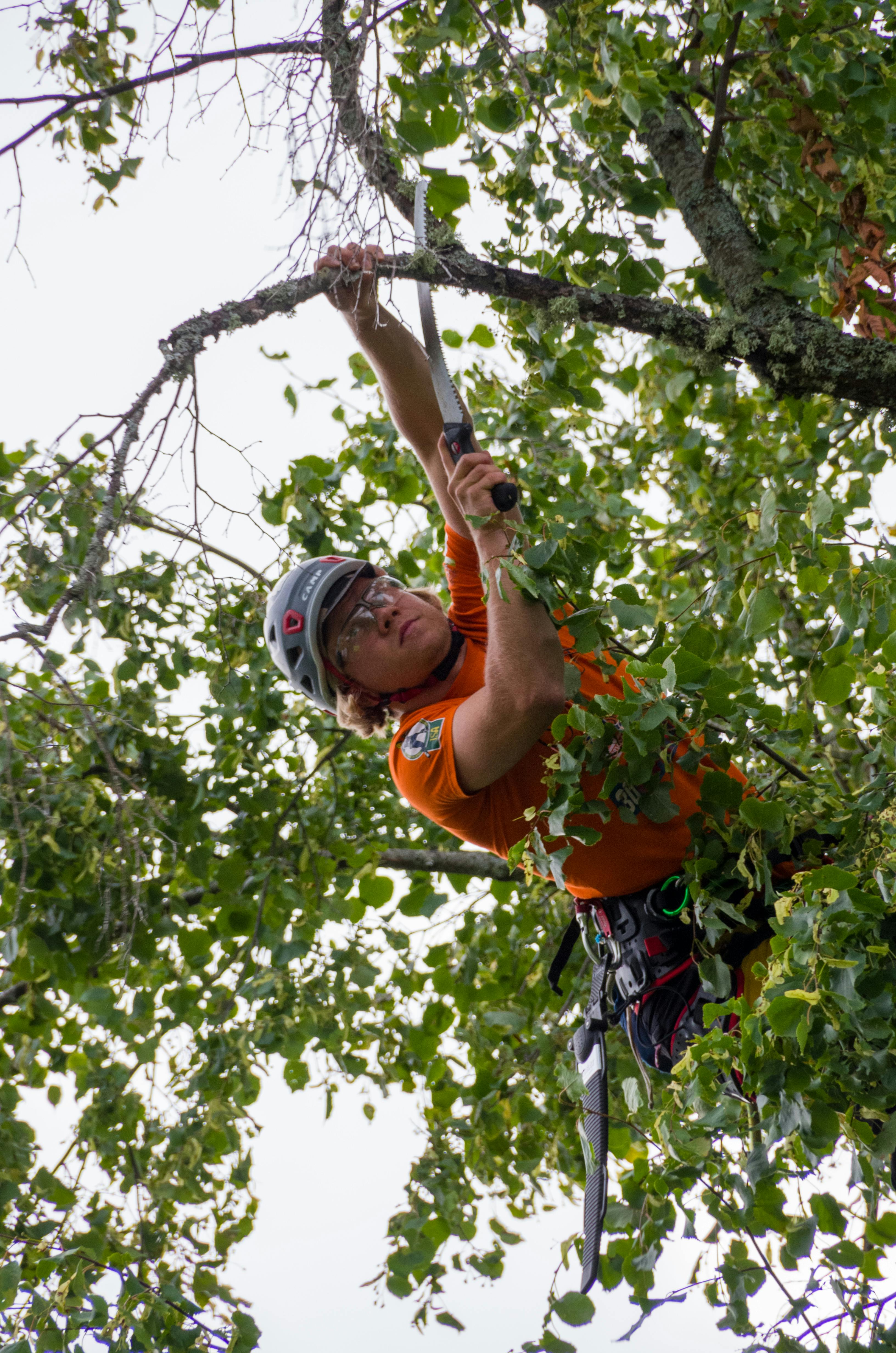 Tree trimmer in maine