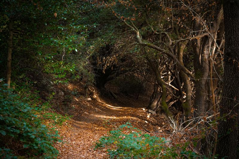 a rabbit hole in the woods