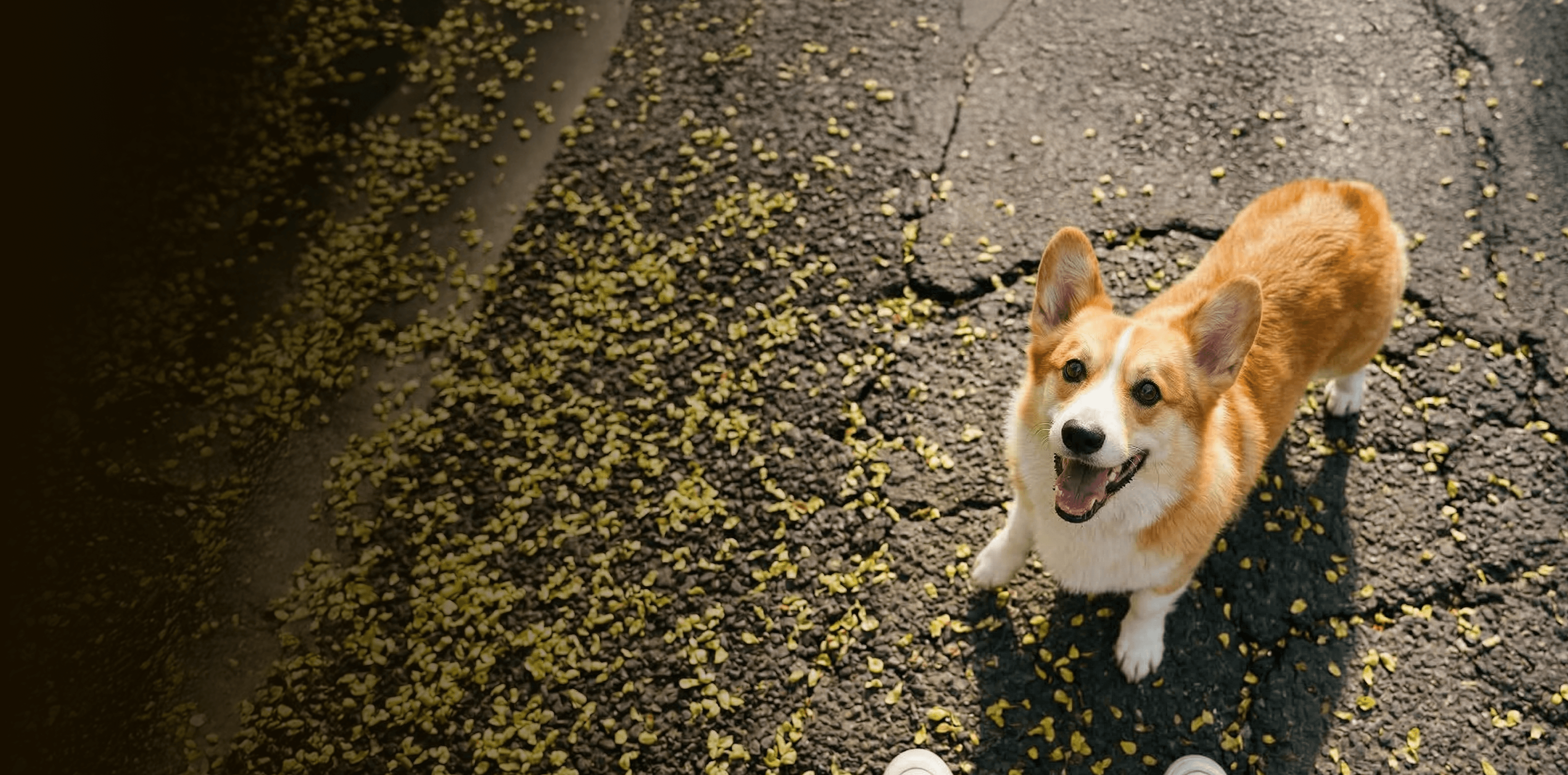Corgi standing on a cracked paved surface scattered with small green plant pieces, viewed from above, looking up with an open mouth in anticipation.