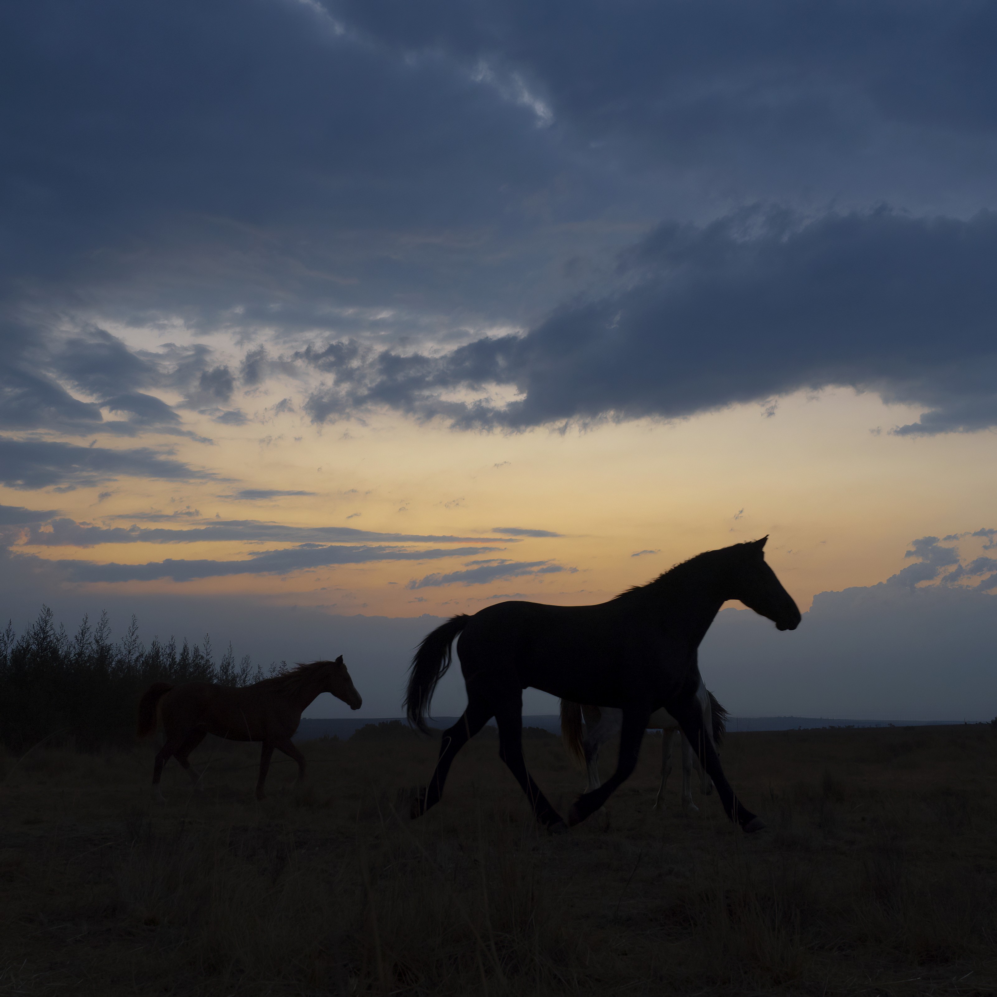 African Explorer, Botswana. En lång rad gnuer rör sig över slätterna med ryttarna i bakgrunden – ett klassiskt motiv från en ridsemester i Botswana.