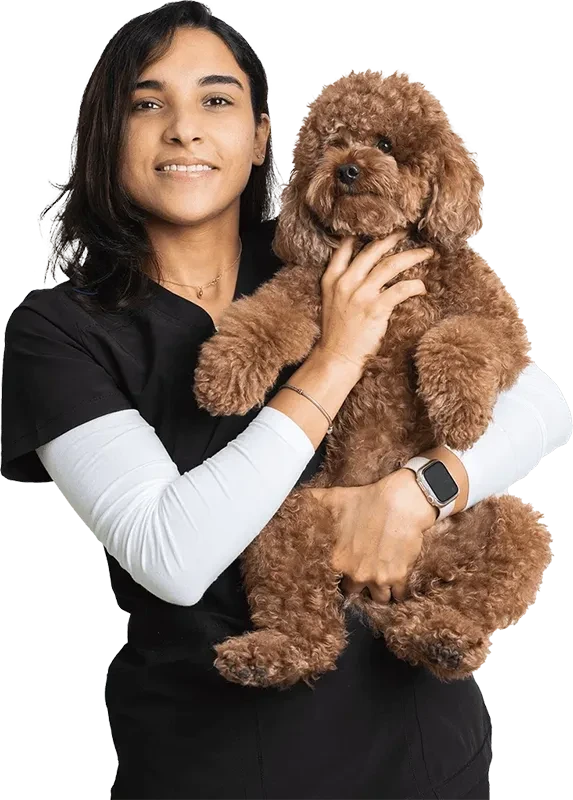 A veterinarian is holding a brown dog after the checkup.