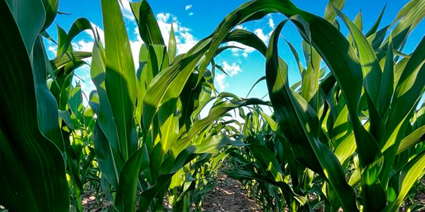 A smiling young man with crossed arms, wearing a plaid shirt and white t-shirt, poses against a dark background.