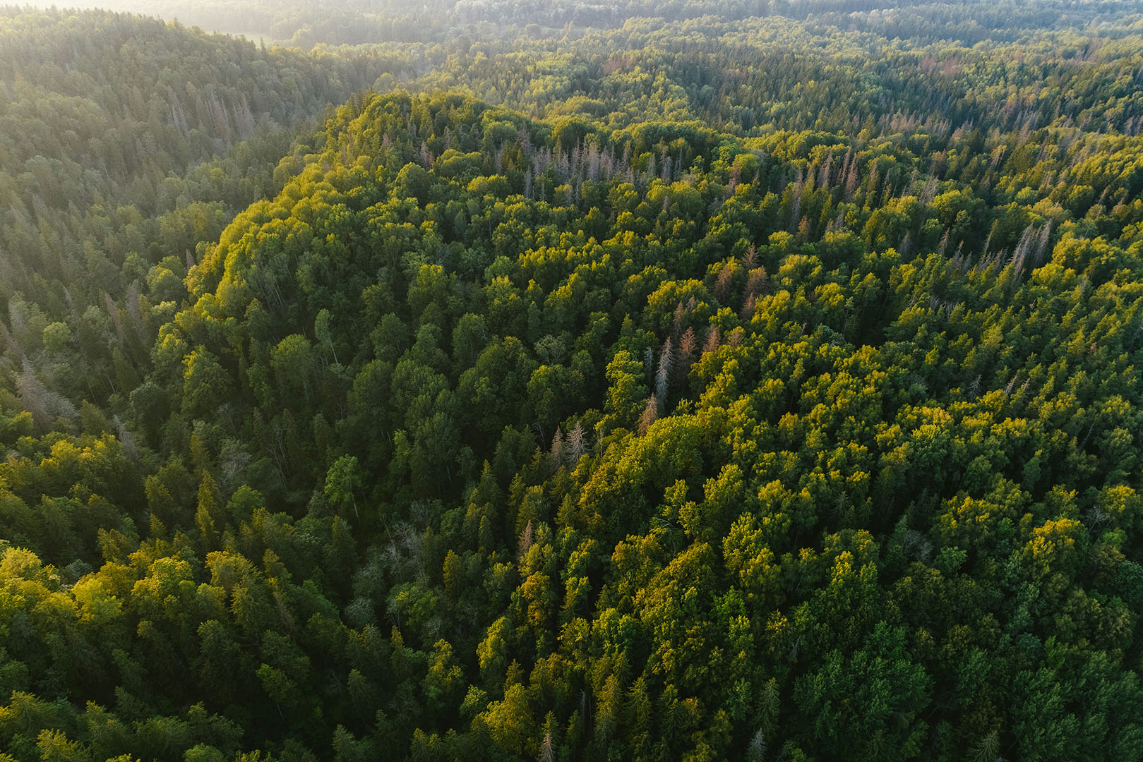 An aerial image of a forest