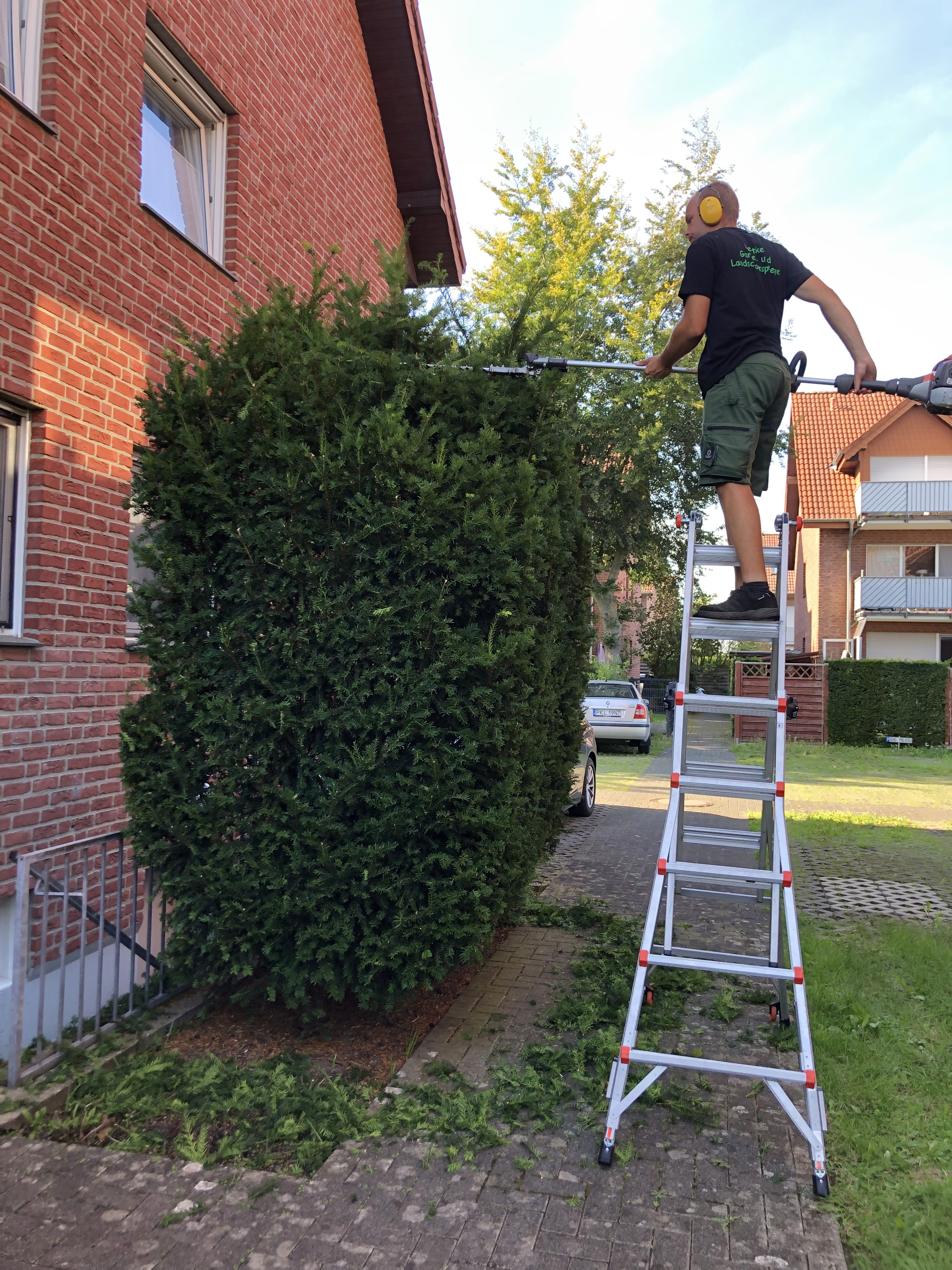 Bild von einem Mitarbeiter auf einer Leiter der einen Heckenschnitt macht