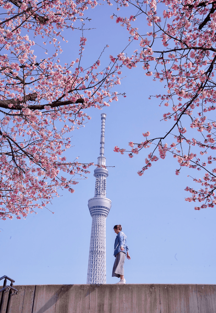 Person in front of skytree under sakura