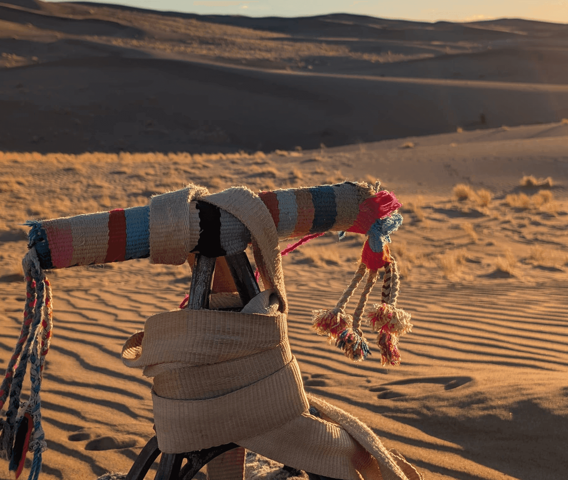 shot of dromedan riding handlebars