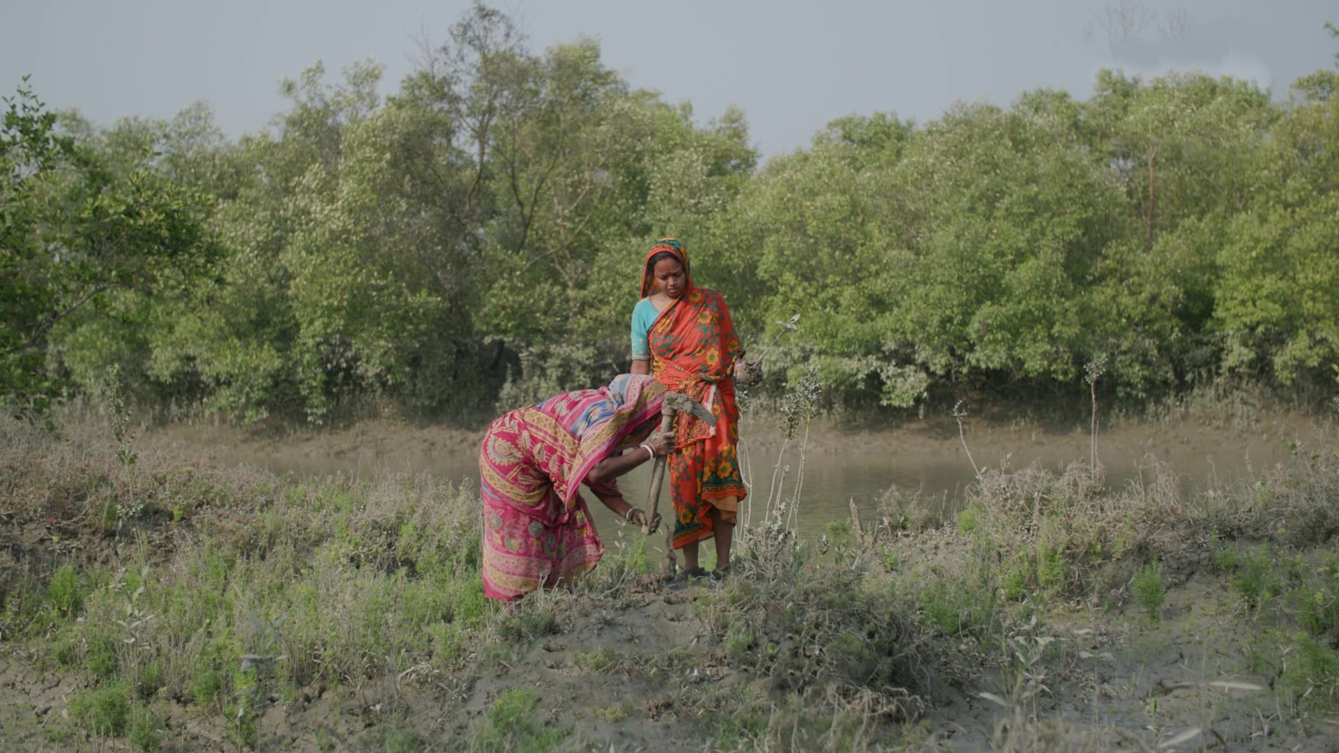 Mangrove forest landscape in the Sundarbans showcasing restoration efforts supported by Kosher Climate.