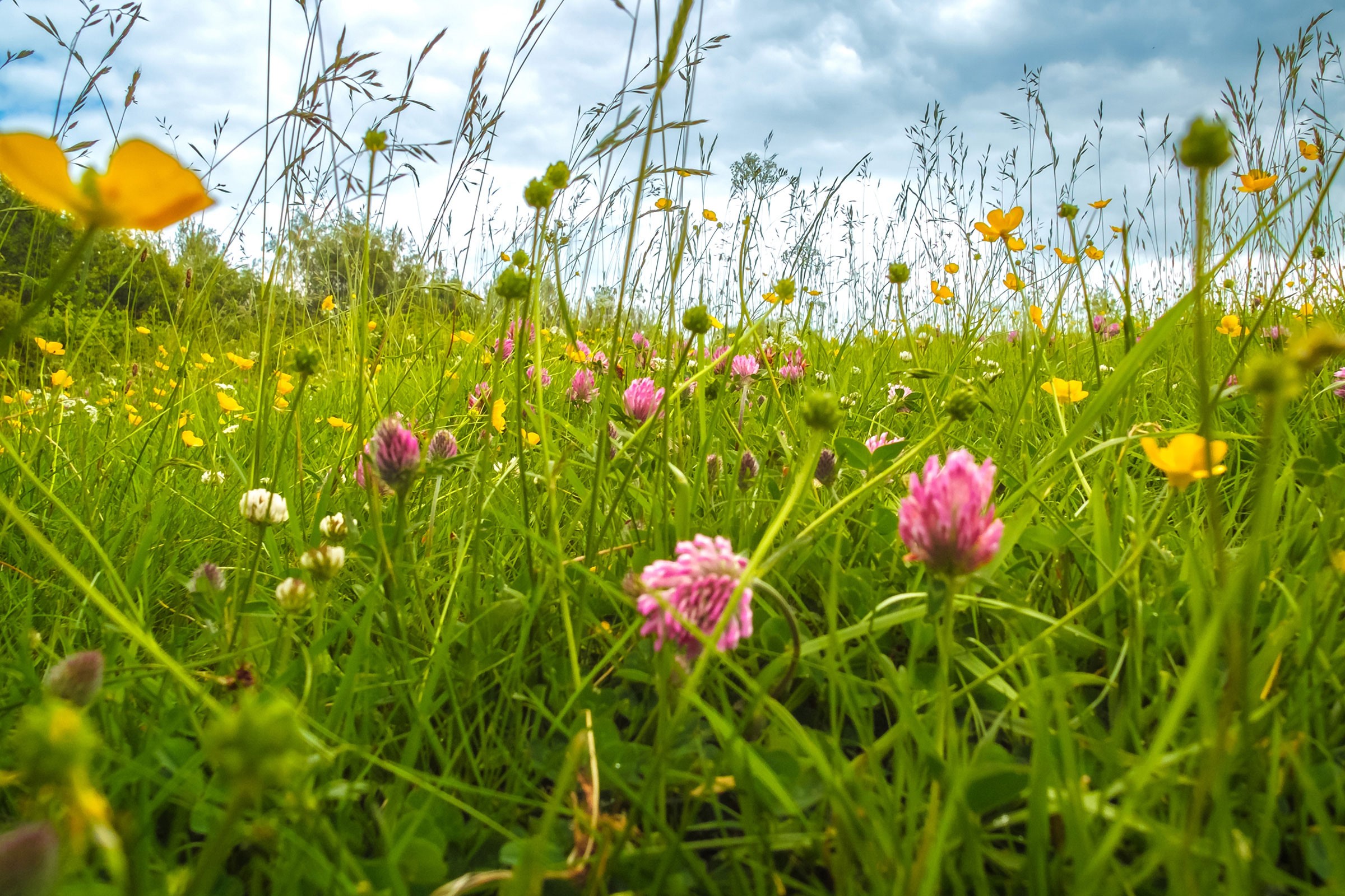 Wildflower meadow with pink clover and yellow buttercups in green grass under cloudy sky