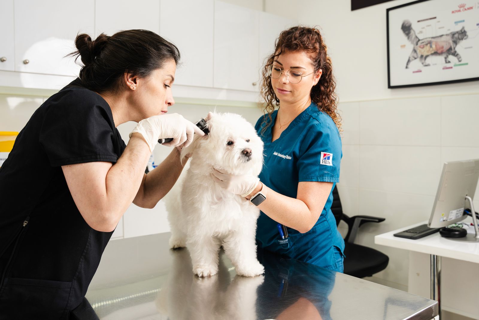 A dog at a vet clinic for a health check-up, constantly trips at home, so the veterinarian is checking for any ear infections that can affect the dog's mobility.