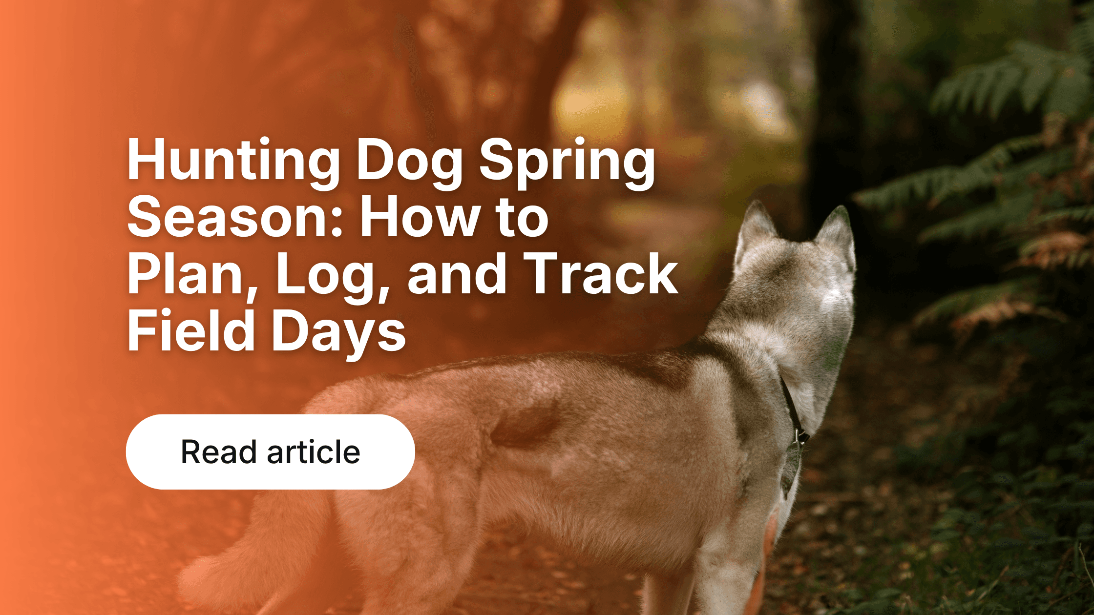 Dog Activity Tracking: Why Data Improves Health & Fitness