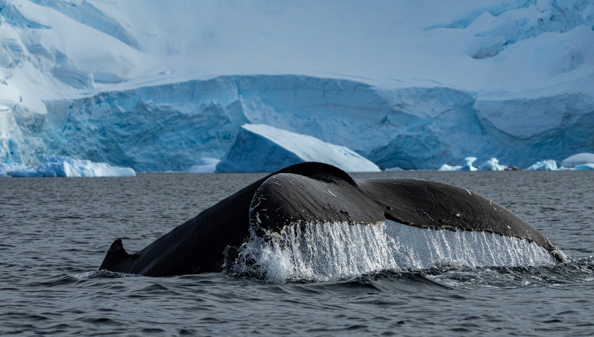 Whale breaching in Antarctica