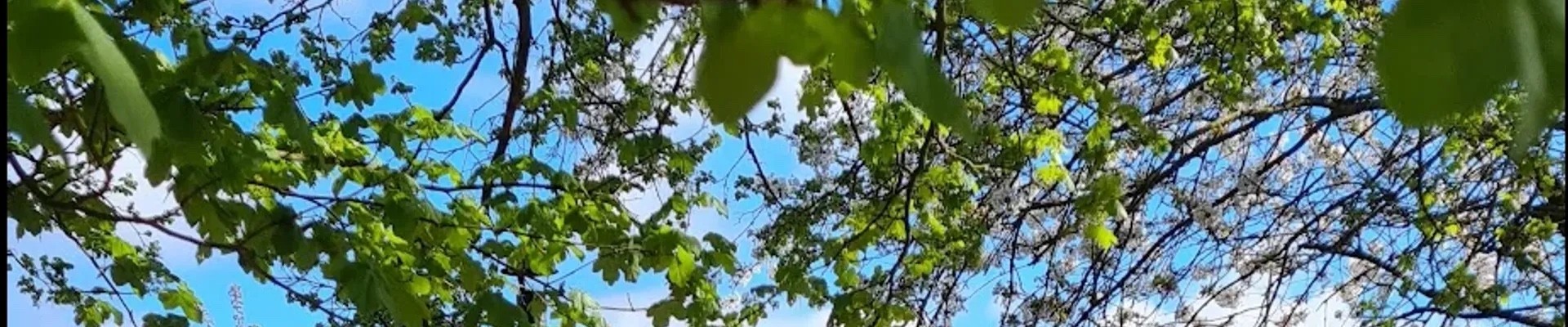 Leaves against a blue sky at Stone & Steam Community Sauna