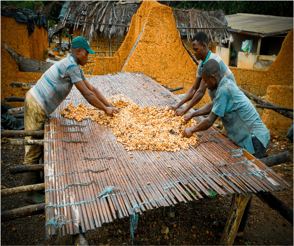 3 ouvriers agricoles font sécher des fèves de cacao à l'air libre