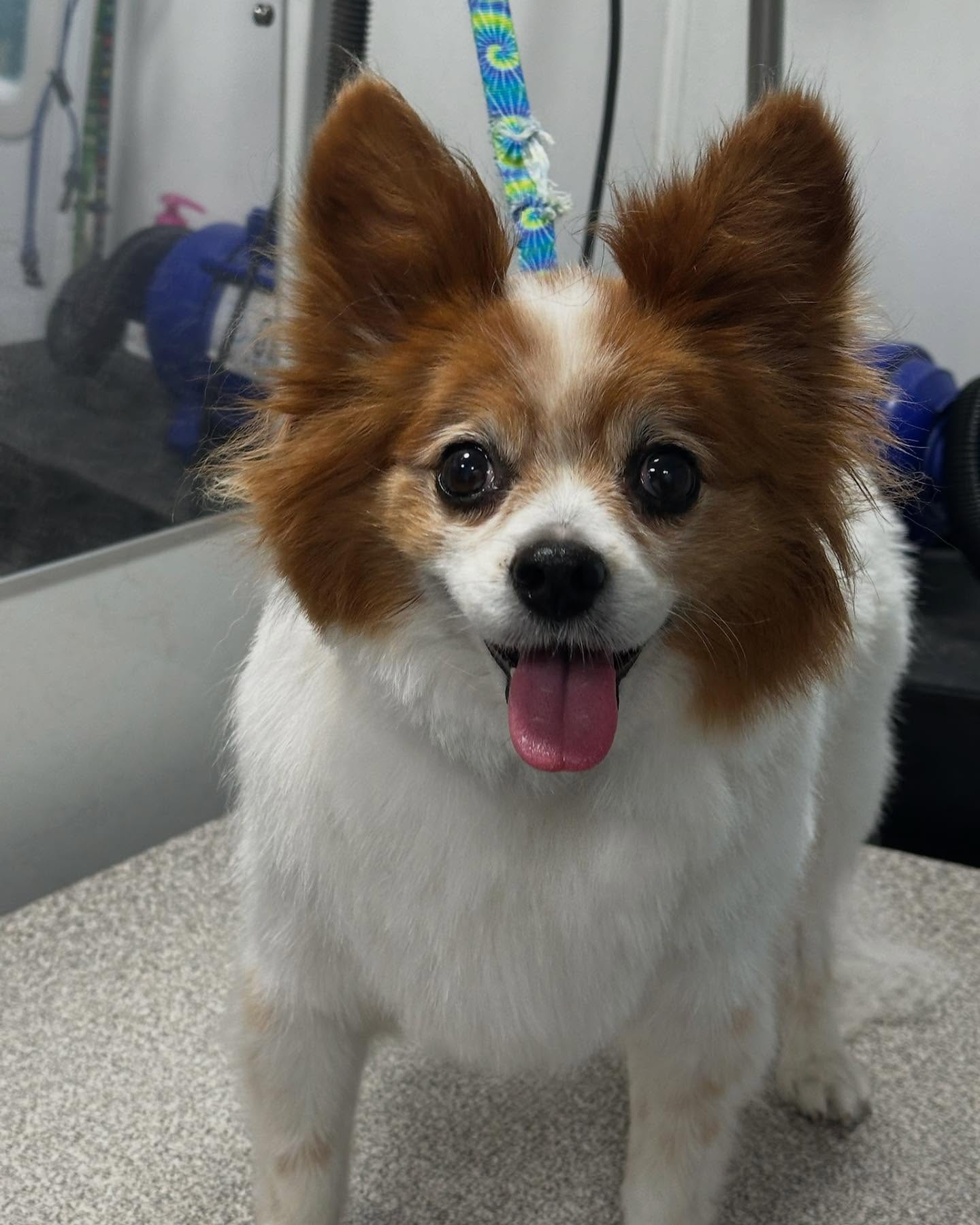 Happy brown and white Corgi mix after mobile dog grooming in Plaza Midwood, Charlotte