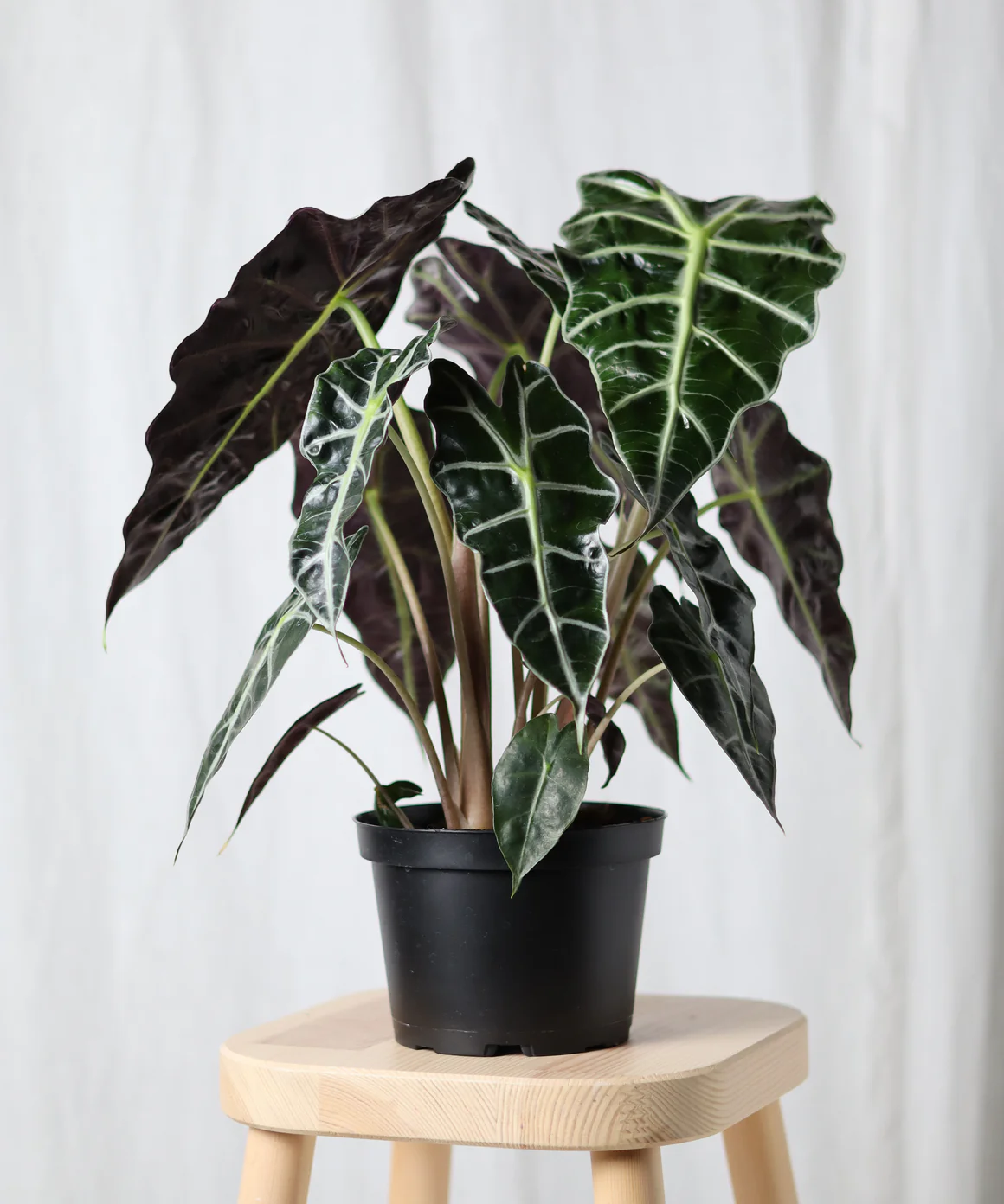 {{Common Name}} houseplant