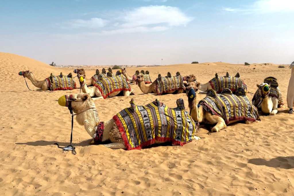 camels in the desert, dubai