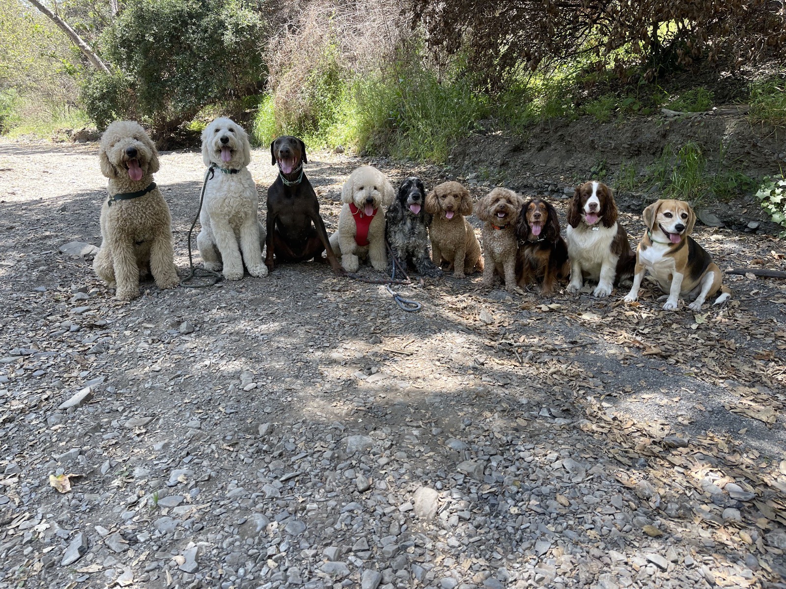 Eleven dogs lined up along a rocky creek bed