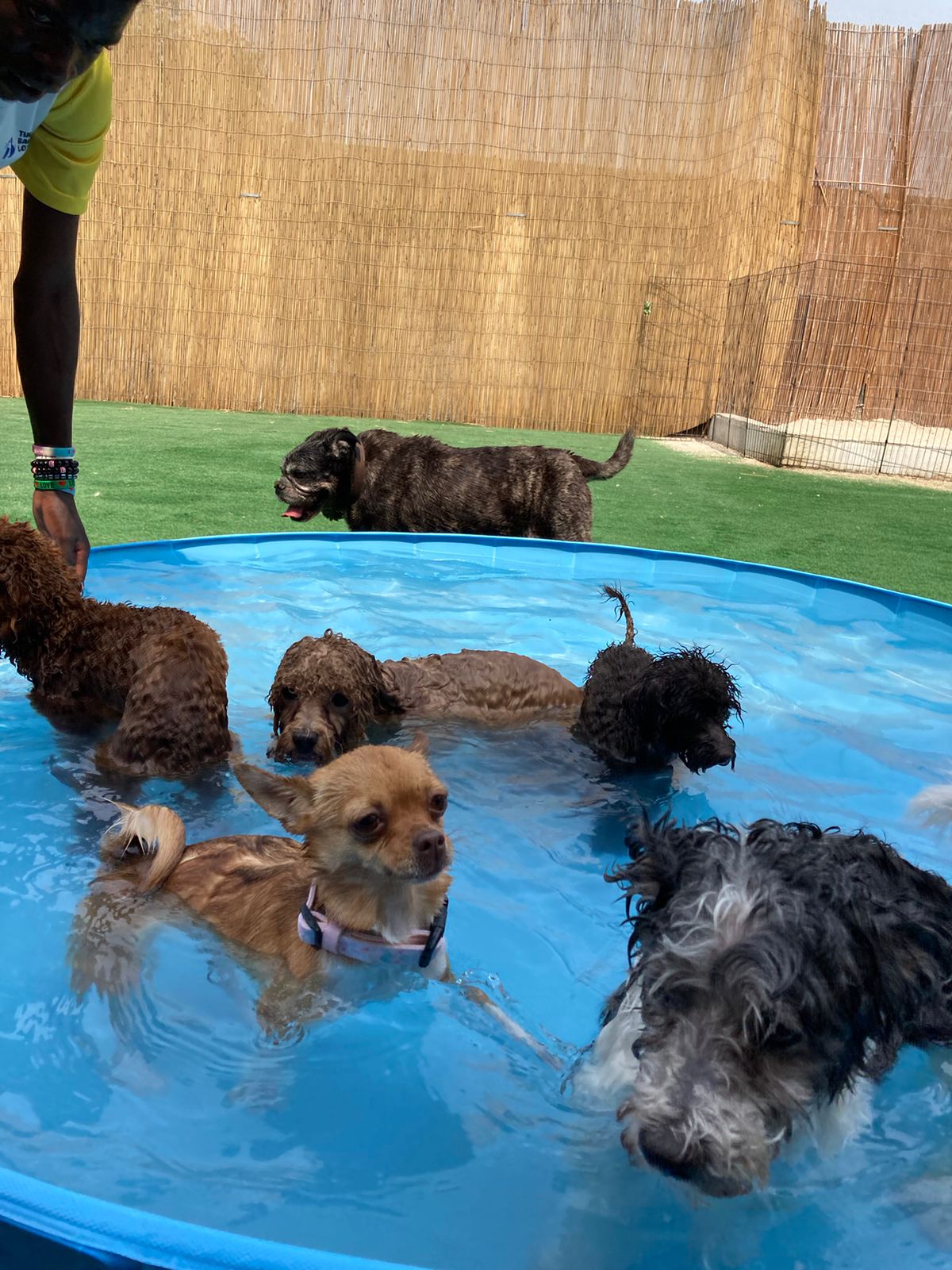 pool time, part of the dog boarding schedule at the barking lot in dubai