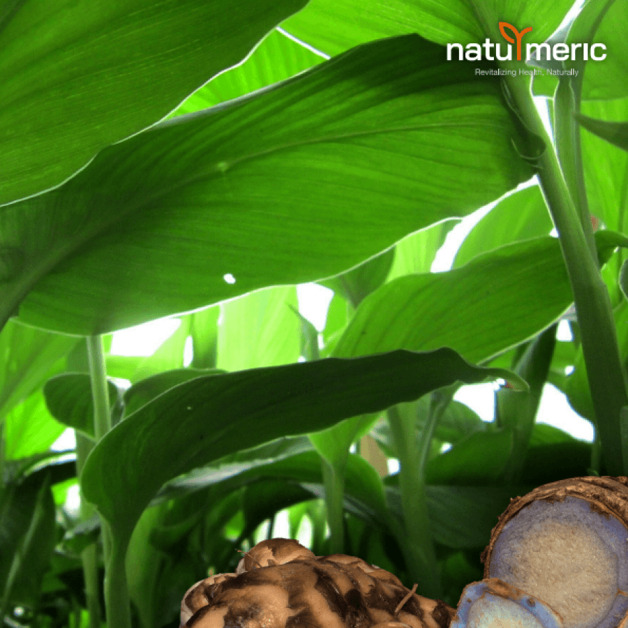 ladang kunyit hitam Malaysia