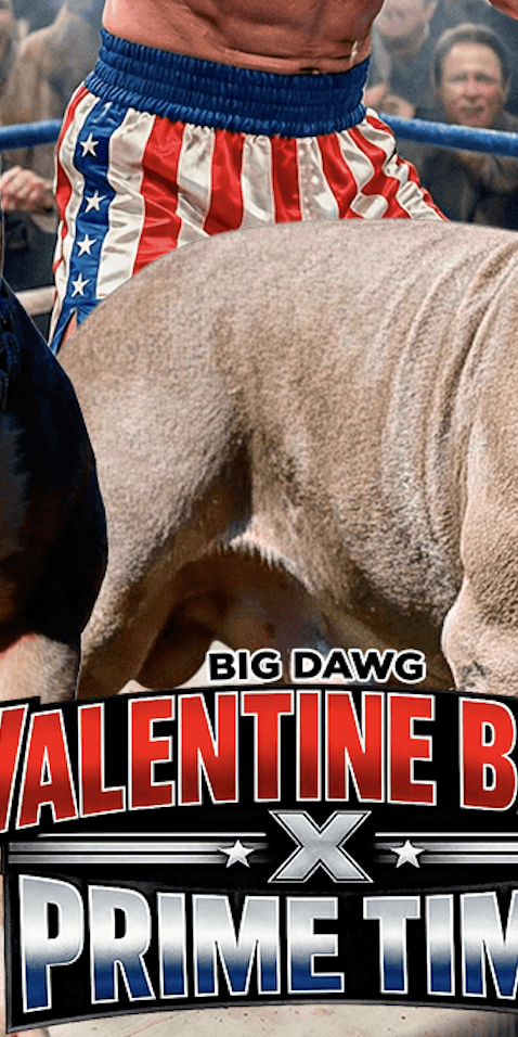 American Bully XL Puppies for Sale