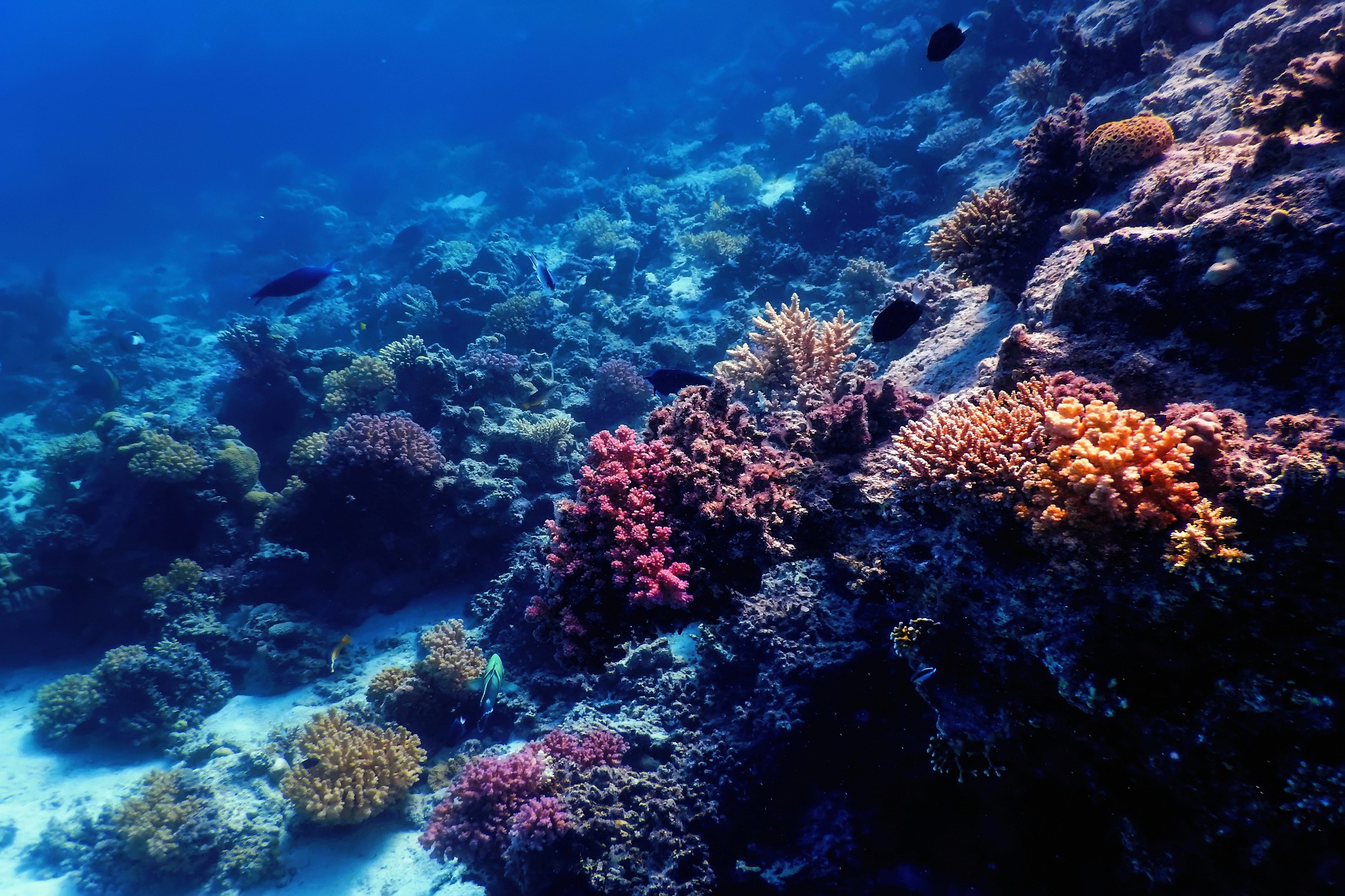 Underwater view of a colorful coral reef