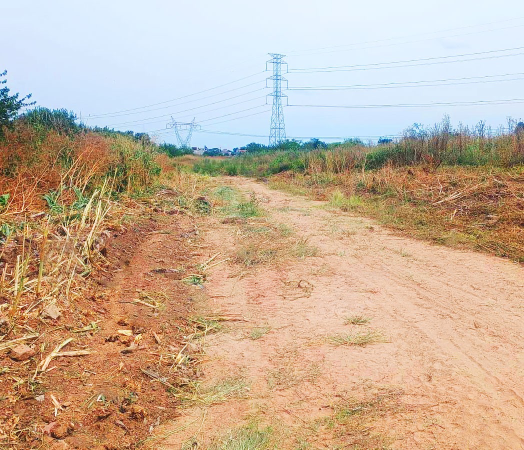 Close-up of lush, dark green leaves, some glossy and wet, against a muted background.