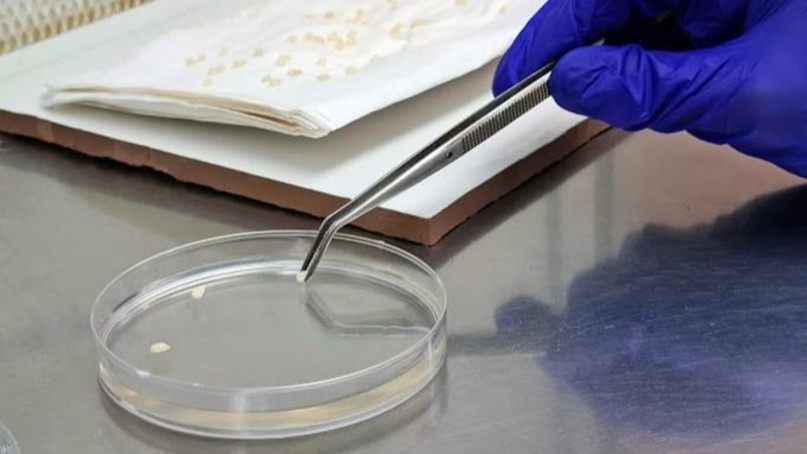 A gloved hand uses tweezers to place seeds in a petri dish on a lab table. A stack of papers with more seeds is seen in the back.