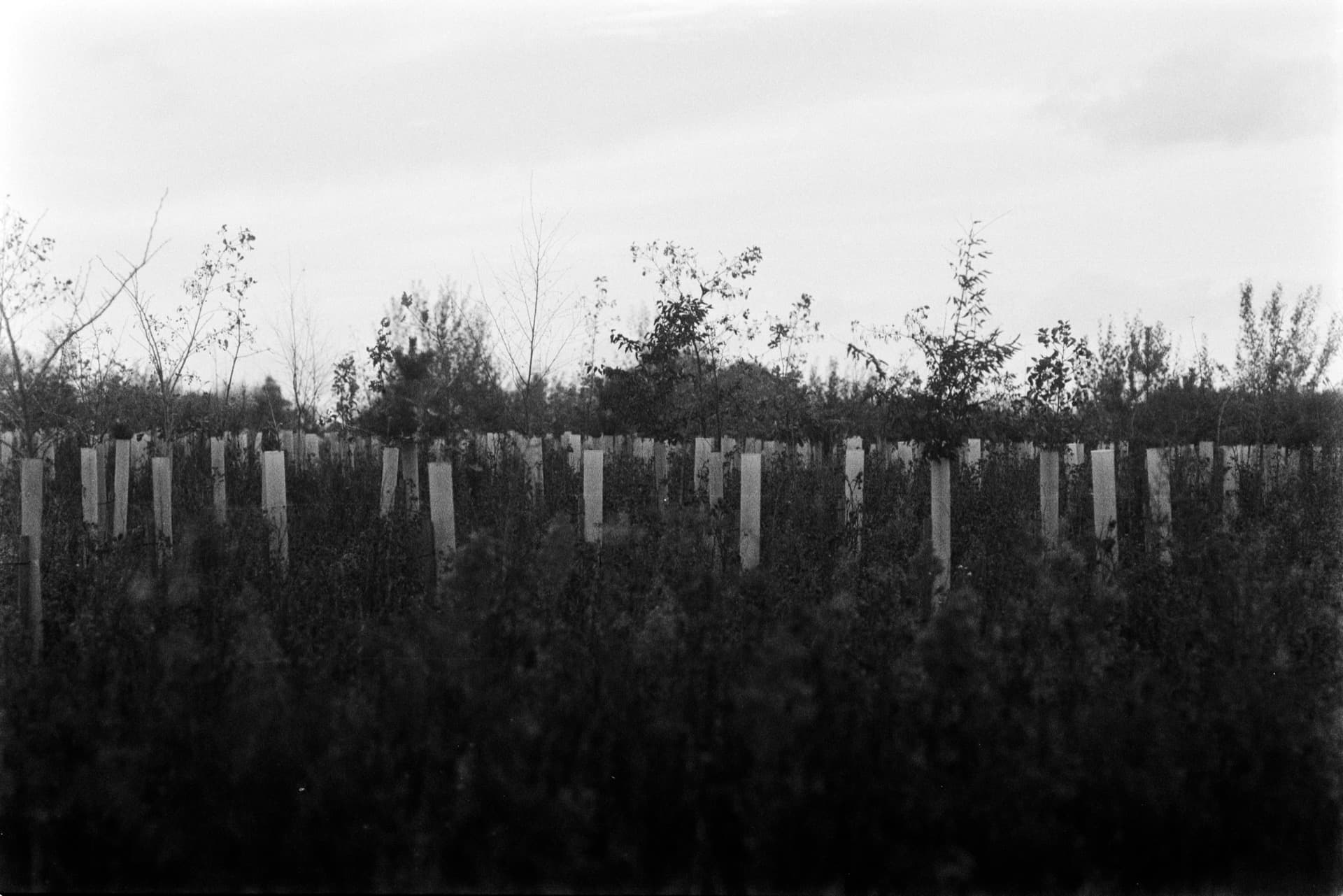 Rows of plastic tree guards protecting young saplings in recently planted woodland