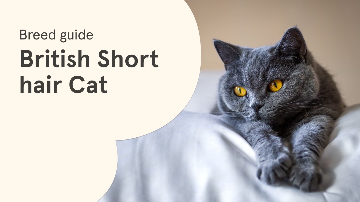 A grey British Shorthair cat with striking amber eyes lounges on white fabric, alongside a "Breed guide: British Shorthair Cat" text graphic on a cream background.