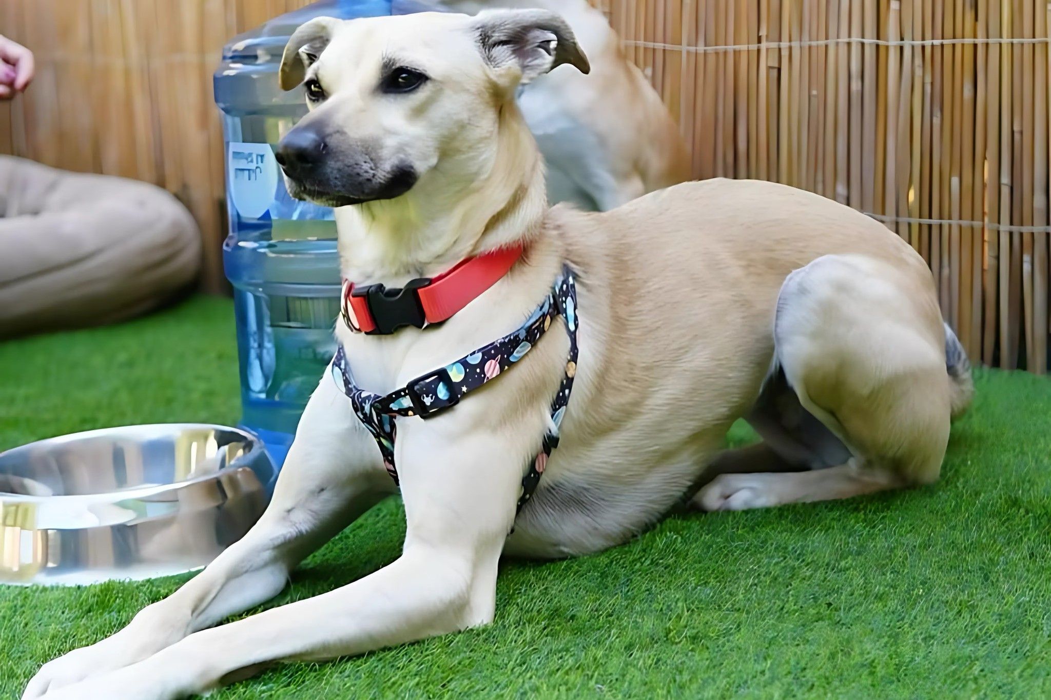 A dog is lying down in the animal shelter beside its water bowl and a big jug of water.