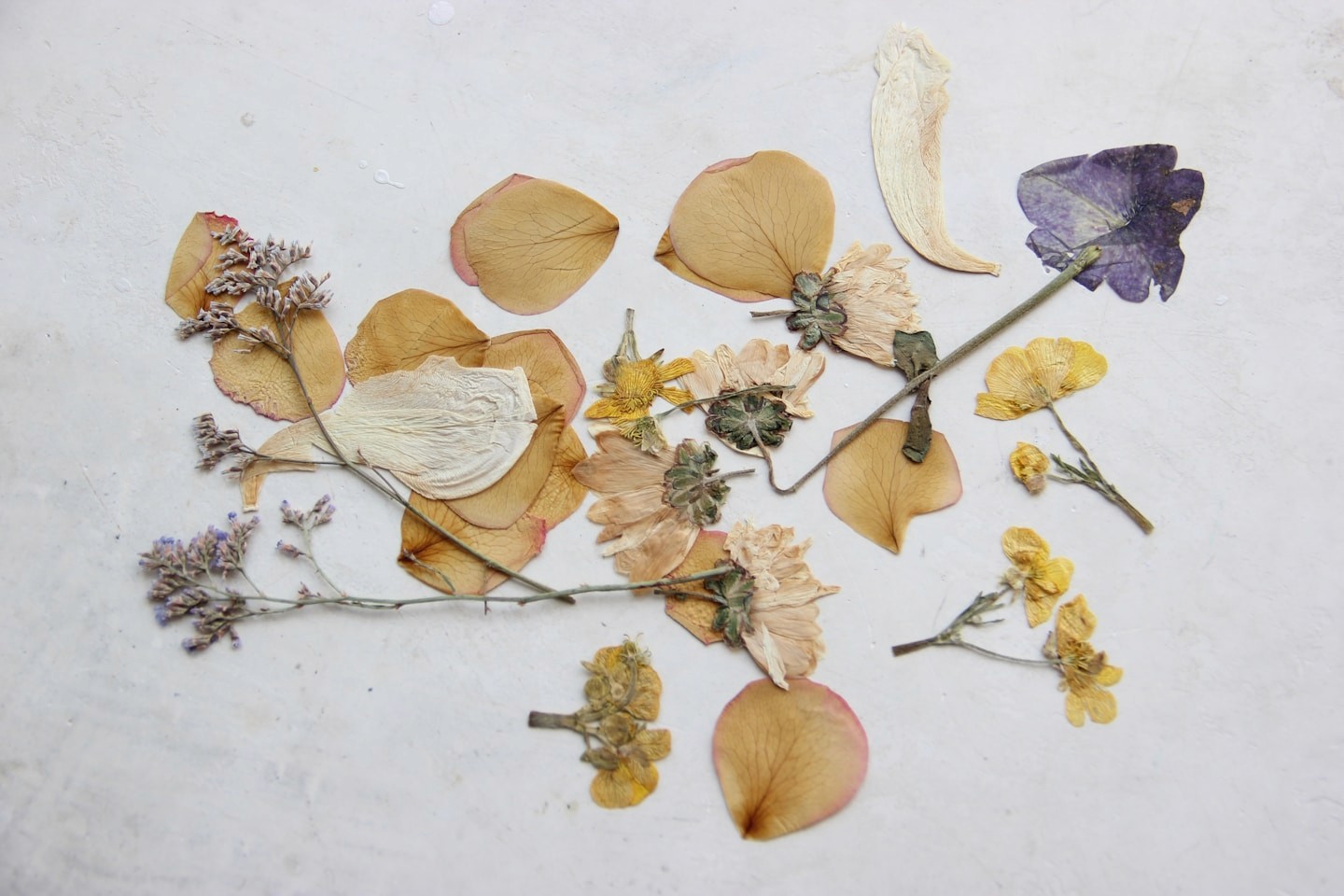 Pressed petals and blooms laid out for selection