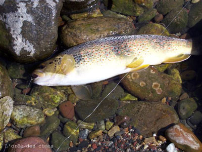 A Pyrenean brown trout