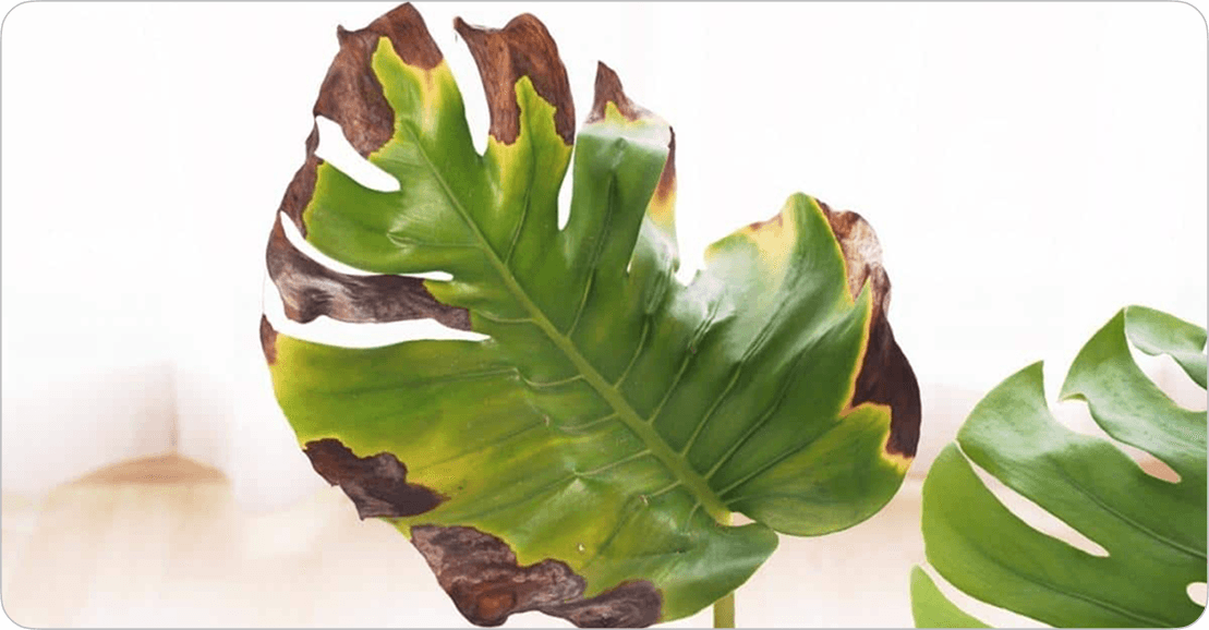 Plant health diagnosis