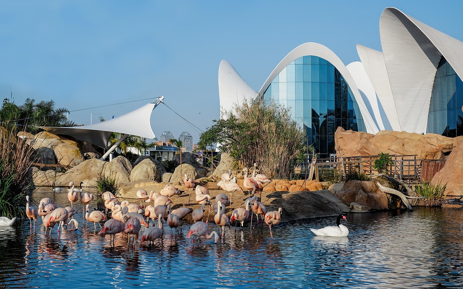 Flamingos and swans in a pond at Oceanogràfic Valencia with modern architecture in the background.