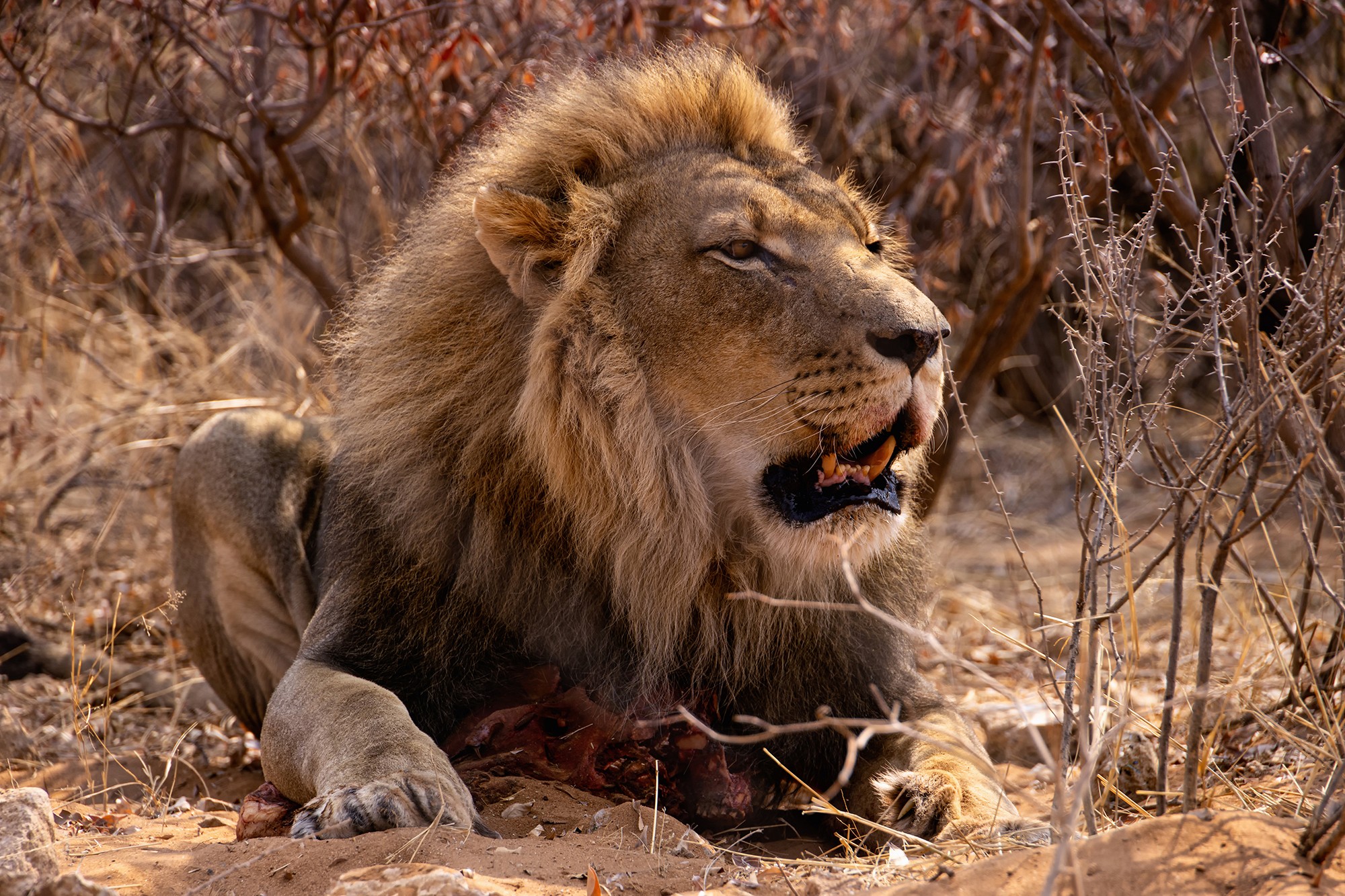 Lion in harnas