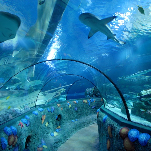 מנהרה תת-ימית באקווריום עם כרישים ודגים ששוחים מעל, קישוטים של אלמוגים צבעוניים על קירות המנהרה.