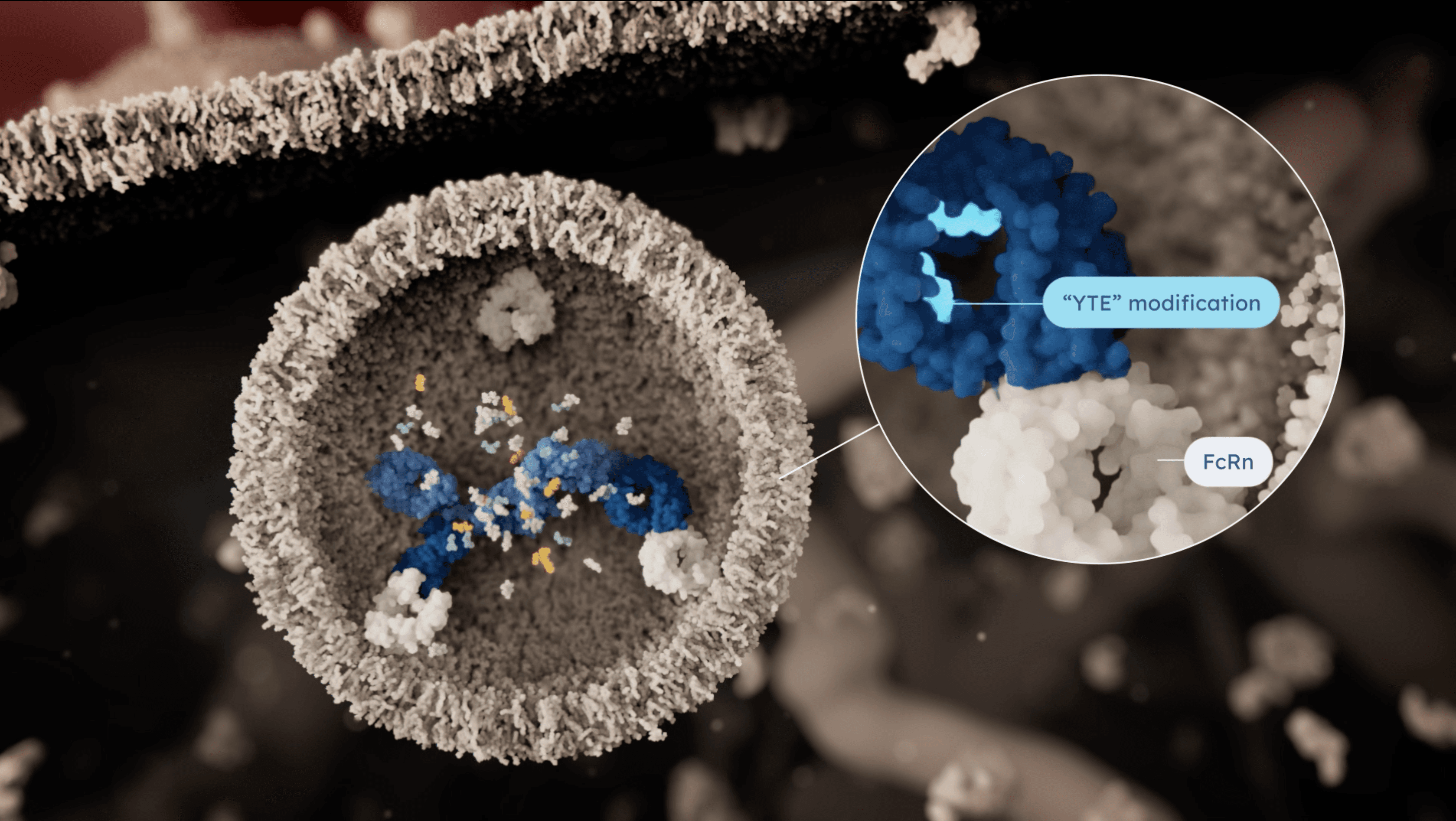 Cellular internalization of the modified antibody and binding to FcRn