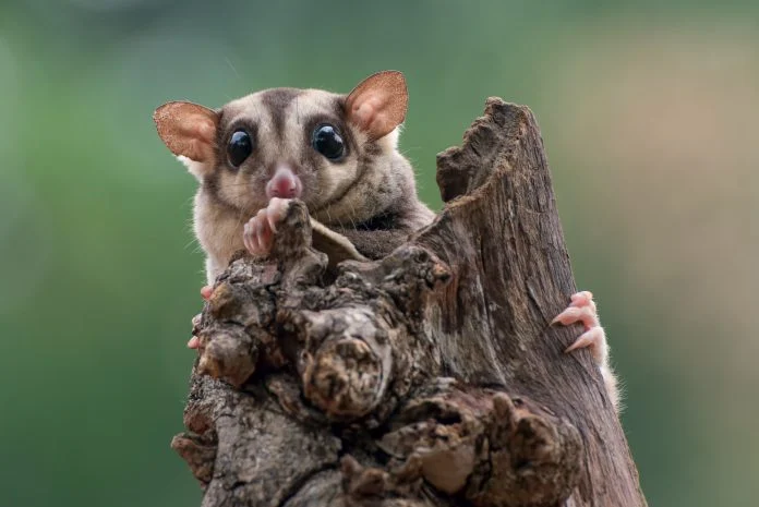 Possum