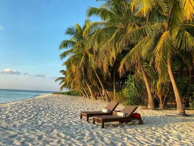 Tropical beach with palm trees and sunbeds on white sand