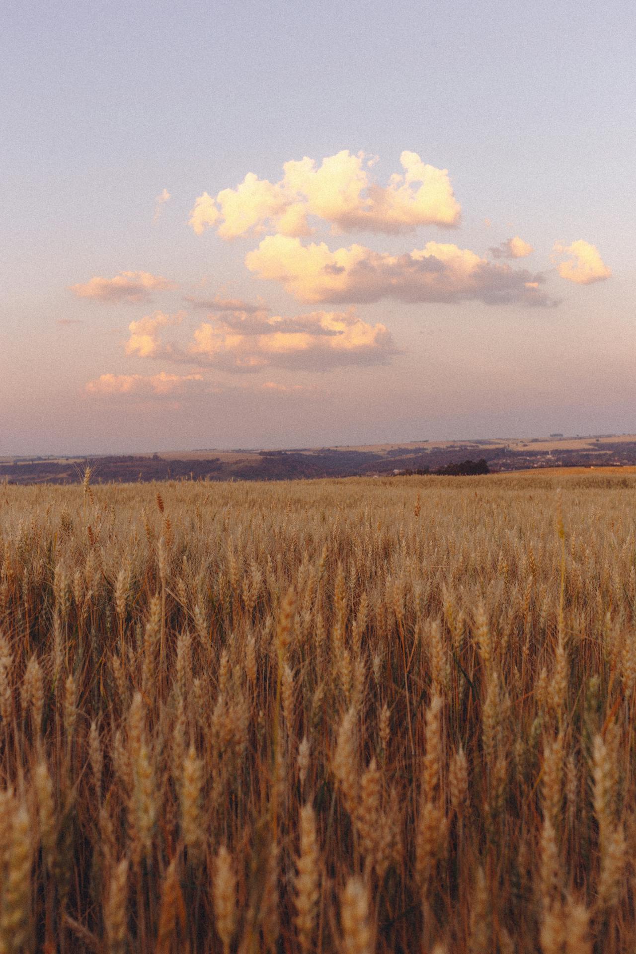 A field of wheat with a beautiful sky