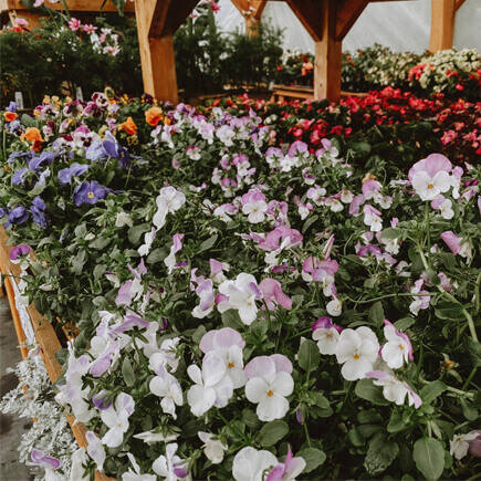 Massif de fleurs colorées sous un abri de bois aux Jardins Eastman, ambiance estivale et verdoyante.