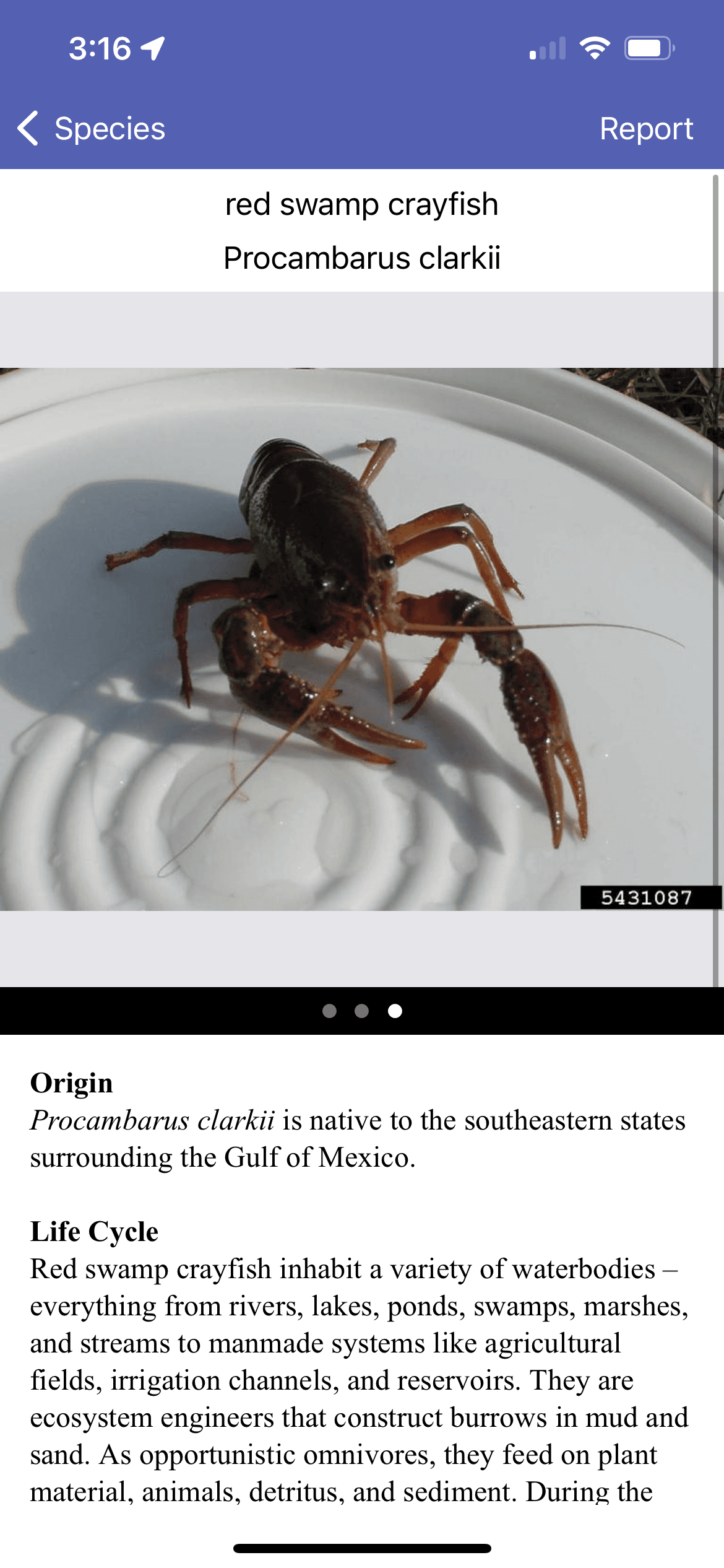 screenshot from wild spotter showing info about red swamp crayfish